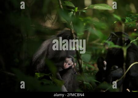 Celebes kaschierte Makaken zeigen freundliche Geste, während sie sich während sozialer Aktivitäten im Tangkoko-Wald, Nord-Sulawesi, Indonesien, um Babys kümmern. Haubenmakaken Weibchen drücken normalerweise einen toleranten sozialen Stil aus und bilden große soziale Netzwerke. Die Intensität aggressiver Interaktionen ist gering, oft bidirektional und versöhnt, so Wissenschaftler. Insgesamt gilt der Crested Macaca nigra (Macaca nigra) als eine der höchst sozial toleranten Arten. Stockfoto