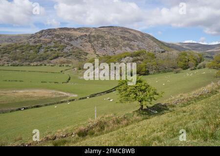 Blick auf Castell y Bere, ein walisisches Schloss in der Nähe von Llanfihangel-y-pennant, das von Llywelyn dem Großen in den 1220er Jahren in Gwynedd, Wales, Großbritannien, erbaut wurde Stockfoto