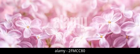 Rosa lila Blumen Vorlage Banner. Mai Flieder blühen mit Wassertropfen Makro. Verträumte romantische Kulisse. Pastell Frühling floral breites Bild. Flaches Innenministerium Stockfoto