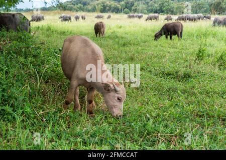 Baby Wasserbüffel, der Gras auf einem Grasfeld frisst. Stockfoto