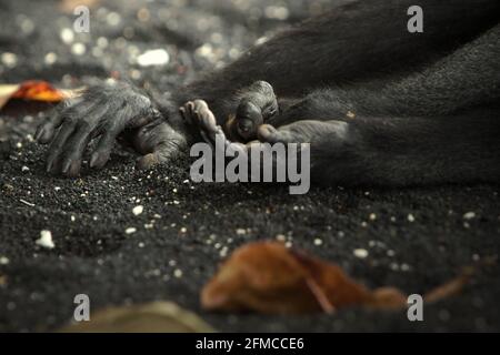 Hände und rechter Fuß eines Sulawesi-Schwarzkammmakaken (Macaca nigra), der am Strand von Tangkoko, Nord-Sulawesi, Indonesien, ein Nickerchen macht. Stockfoto