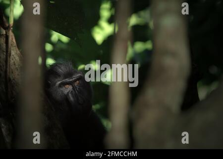 Haubenmakaken blicken neugierig in die Kamera. Stockfoto