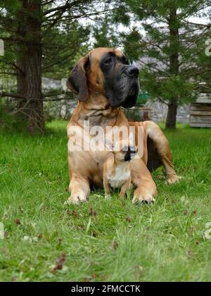 Riesige und sehr kleine Hunde zusammen im Garten Stockfoto