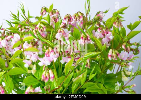 Frühlingserbsen, Lathyrus vernus 'Alboroseus' Stockfoto