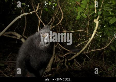 Ein makanischer Jungfisch (Macaca nigra) im Tiefland-Regenwald von Tangkoko in Nord-Sulawesi, Indonesien. Stockfoto