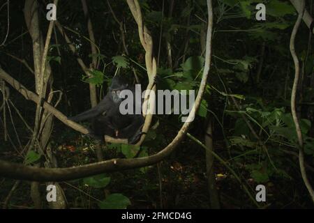 Ein Makaken (Macaca nigra) im Wald von Tangkoko, North Sulawesi, Indonesien. Stockfoto