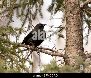 Nahaufnahme eines Greifvogels mit Profilaufnahme, die in ihrem Lebensraum und ihrer Umgebung auf einem Zedernzweig thront. Bild. Bild. Hochformat. Stockfoto