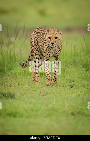 Gepard geht über kurzes Gras und hebt die Pfote Stockfoto