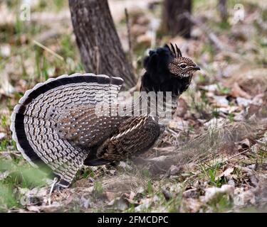 Rebhuhn Rübshuhn streut Paargefieder und Fächerschwanz Im Wald mit einem unscharfen Hintergrund und Laub im Vordergrund In seiner Umgebung und hab Stockfoto