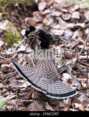 Rebhuhn Rübshuhn streut Paargefieder und Fächerschwanz Im Wald mit einem unscharfen Hintergrund und Laub im Vordergrund In seiner Umgebung und hab Stockfoto