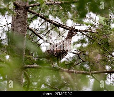 Nahaufnahme des Rebhuhns mit verwacklungsunscharfem Hintergrund im Frühling, in dessen Umgebung und Lebensraum braune Federn gefiedert sind. Stockfoto