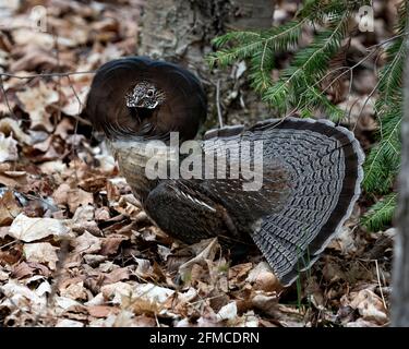 Rebhuhn Rübshuhn streut Paargefieder und Fächerschwanz Im Wald mit einem unscharfen Hintergrund und Laub im Vordergrund In seiner Umgebung und hab Stockfoto