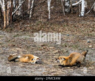 Rotfuchs-Paar, das im Frühling mit Birken im Hintergrund interagiert und offenen Mund, Zähne, Zunge, Fuchsschwanz, Fell, In ihrer Umgebung. Stockfoto