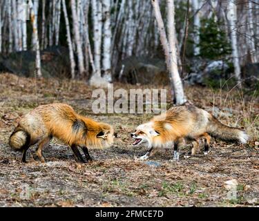 Rotfuchs-Paar, das im Frühling mit Birkenbäumen im Hintergrund interagiert und Fuchsschwanz, Fell, offenen Mund, Zunge, Zähne in ihrer Umgebung anzeigt. Stockfoto