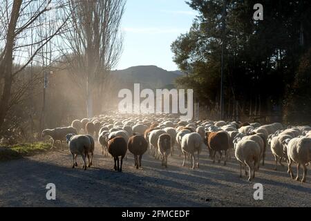 Eine Herde Hausschafe geht eine staubige Straße vor dem kleinen Dorf Torrebaja in Valencia, Spanien, entlang Stockfoto