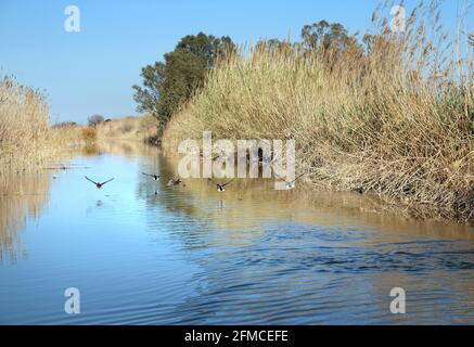 Mallard-Enten fliegen aus der Süßwasserlagune des Albufera Naturparks in der Nähe von Valencia, Spanien Stockfoto