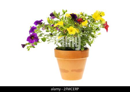 Blühende calibrachoa-Pflanze in einem Terrakotta-Topf, isoliert gegen Weiß Stockfoto