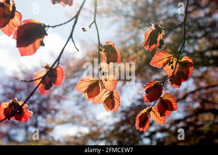 Junge Kupferbuche verlässt im Frühjahr den war Memorial Park, Coventry, Großbritannien Stockfoto