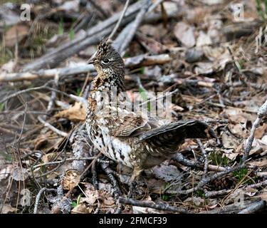 Rebhuhn Nahaufnahme Profilansicht Wandern im Wald in der Frühjahrssaison mit braunen Federn Gefieder in seiner Umgebung und Lebensraum. Stockfoto