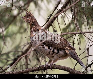 Nahaufnahme des Rebhuhns mit verwacklungsunscharfem Hintergrund im Frühling, in dessen Umgebung und Lebensraum braune Federn gefiedert sind. Stockfoto