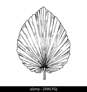 Handgezeichnetes trockenes Palmenblatt isoliert auf Weiß. Vektorgrafik im Skizzenstil. Stock Vektor