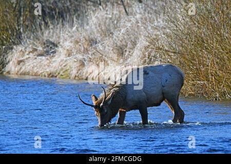 Ein junger Bullenelch, der im Yaak River ein Getränk zu sich nehmen kann. Yaak Valley, nordwestlich von Montana. (Foto von Randy Beacham) Stockfoto