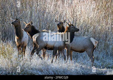 Vier Elche entlang des Yaak River im Frühjahr. Yaak Valley, nordwestlich von Montana. (Foto von Randy Beacham) Stockfoto