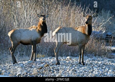 Ein junger Stier und Kuhelch entlang des Yaak River im Frühjahr. Yaak Valley, nordwestlich von Montana. (Foto von Randy Beacham) Stockfoto