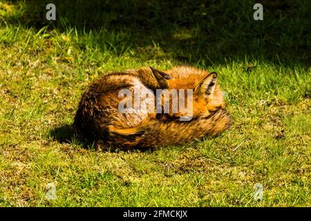 Schlafender roter Stadtfuchs in einem nordLondoner Frühlingsgarten, London, Großbritannien Stockfoto