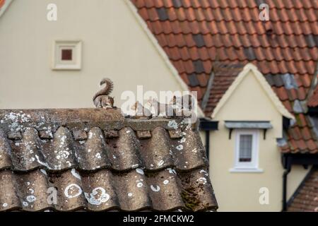 Eine Familie von vier Grauhörnchen, die zum Spielen auftauchen Ein Dach mit einer gebrochenen Kachel Stockfoto