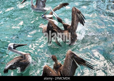 Herde von kämpfenden braunen Pelikanen im Wasser in Florida Tasten Stockfoto
