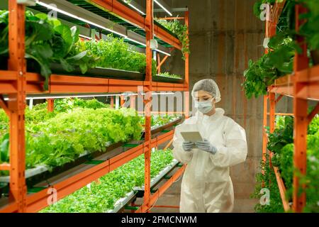 Junge Agronomin in weißem Anzug, Handschuhen und Schutzmaske, die über den vertikalen Gang des Bauernhofs läuft und mit einer Tablette das Wachstum der Pflanzen analysiert Stockfoto