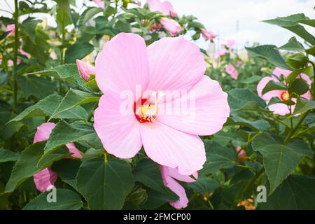 Eine wunderschöne rosa Hibiskusblüte mit grünen Blättern und Gelb Stigma Stockfoto