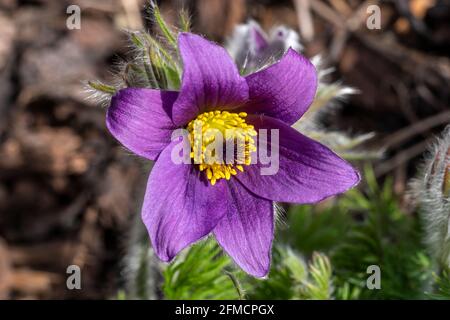 Pulsatilla vulgaris eine purpurrote Frühlingsblüte, die allgemein als Passaflor oder Wiesenanemone bekannt ist und im März und April blüht Stockfoto