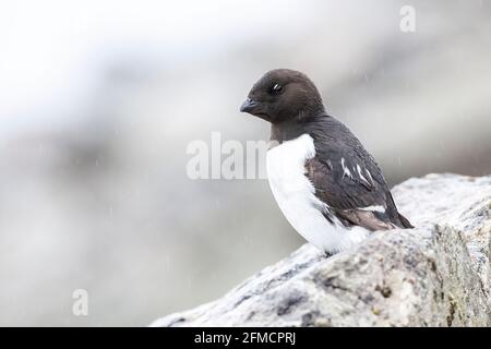 Kleine Auk oder Dovekie, Alle alle, alleinerziehend auf einer Klippe in der Brutkolonie, Fulgelsongen, Svalbard, Spitzbergen, Norwegen Stockfoto