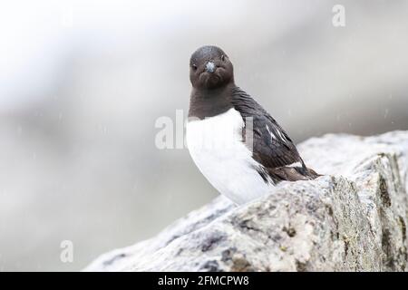 Kleine Auk oder Dovekie, Alle alle, alleinerziehend auf einer Klippe in der Brutkolonie, Fulgelsongen, Svalbard, Spitzbergen, Norwegen Stockfoto