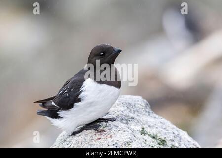 Kleine Auk oder Dovekie, Alle alle, alleinerziehend auf einer Klippe in der Brutkolonie, Fulgelsongen, Svalbard, Spitzbergen, Norwegen Stockfoto