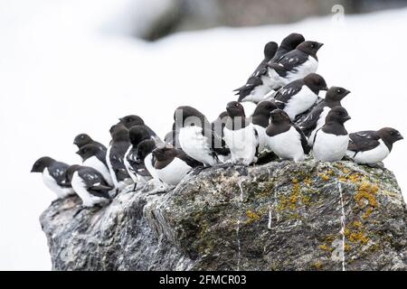 Kleine Auk oder Dovekie, Alle alle, Herde von Erwachsenen, die auf Felsen in der Brutkolonie, Fulgelsongen, Svalbard, Spitzbergen, Norwegen, stehen Stockfoto