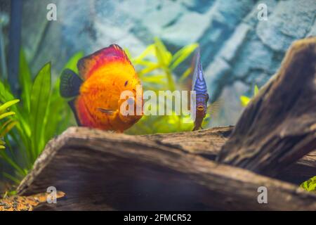 Nahaufnahme der roten Melonen-Diskusfische, die im bepflanzten Aquarium schwimmen. Tropische Fische. Stockfoto