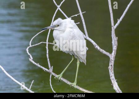 Kleiner Blaureiher, Egretta caerulea, alleinadulter weißer Morph, der im Baum thront, Everglades, Florida, USA Stockfoto