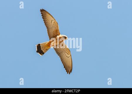 Kleiner Turmfalken, Falco naumanni, alleinreihiger Mann auf dem Flug, Sevilla, Spanien Stockfoto