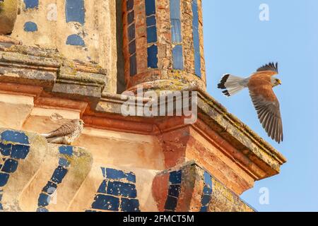 Kleiner Turmfalken, Falco naumanni, alleinreihiger Mann auf dem Flug, Sevilla, Spanien Stockfoto