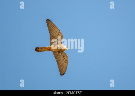 Kleiner Turmfalken, Falco naumanni, alleinreihiger Mann auf dem Flug, Sevilla, Spanien Stockfoto