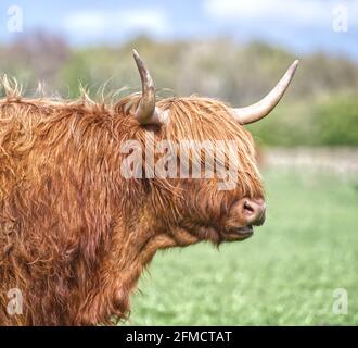 Hochlandrinder Stockfoto