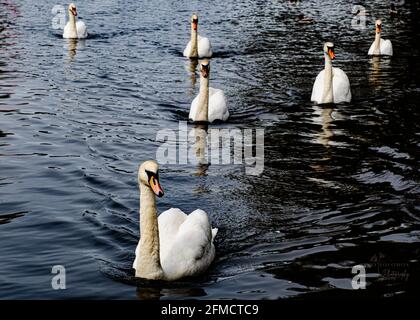 Schwäne auf River Stour, Christchurch, Dorset, Großbritannien Stockfoto