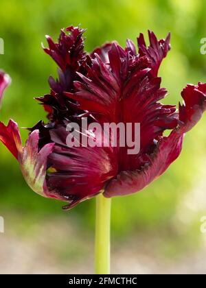 Dunkelrote gefiederte Blüte der frühlingsblühenden Papageientupete, Tulipa Black Papagei Stockfoto