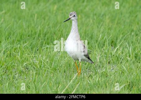 Kleine Gelbbeine, Tringa flavipes, Singlevögel, die im flachen Wasser und in der Vegetation spazieren, Cley, Norfolk, Großbritannien Stockfoto