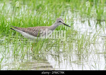 Kleine Gelbbeine, Tringa flavipes, Singlevögel, die im flachen Wasser und in der Vegetation spazieren, Cley, Norfolk, Großbritannien Stockfoto