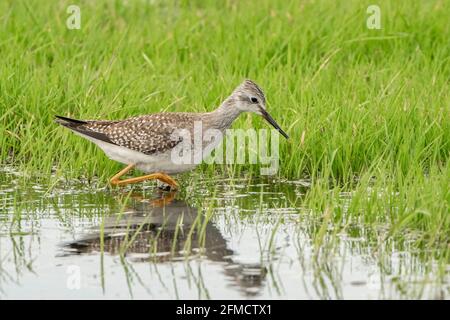 Kleine Gelbbeine, Tringa flavipes, Singlevögel, die im flachen Wasser und in der Vegetation spazieren, Cley, Norfolk, Großbritannien Stockfoto