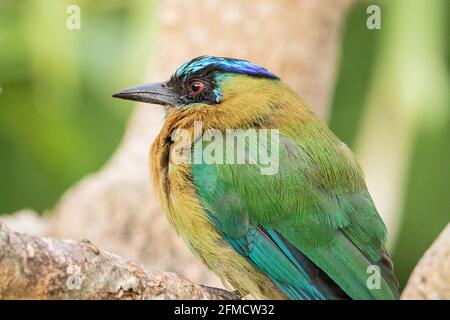 Motmot oder blaudiademiertes Motmot der Lektion, Momotus lessonii, Nahaufnahme eines einzelnen Erwachsenen, der in einem Baum thront, San Jose, Costa Rica, 5. April 2019 Stockfoto